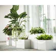 專注室內(nèi)綠植服務(wù)8年，綠植租賃，免費(fèi)養(yǎng)護(hù)，一站式商務(wù)空間